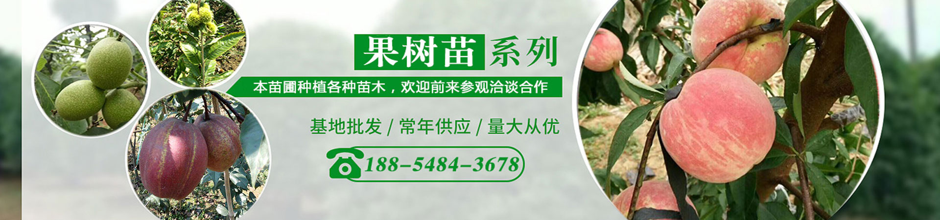 板栗苗